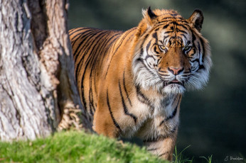 Картинка животные тигры злой хищник