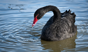 Картинка животные лебеди вода перья черный