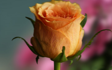 Картинка цветы розы бутон роза