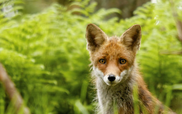 Картинка животные лисы фон лиса природа