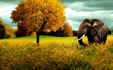 Картинка животные слоны слон дерево цветы луг