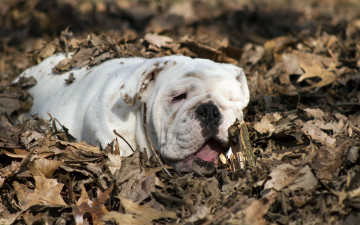 Картинка животные собаки english bulldog собака листья