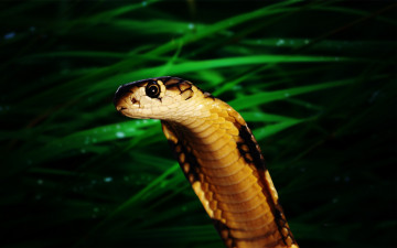 Картинка животные змеи питоны кобры кобра капюшон