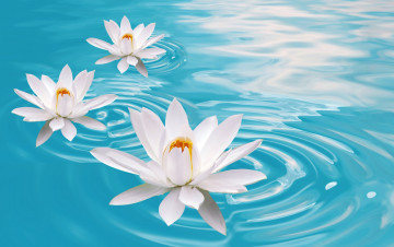 Картинка рисованные цветы вода лилии