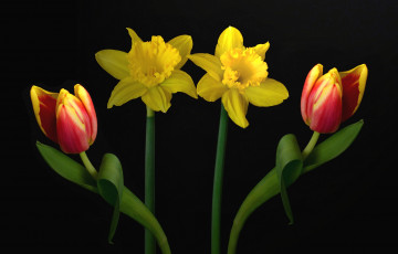 Картинка цветы разные вместе тюльпаны нарциссы симметрия