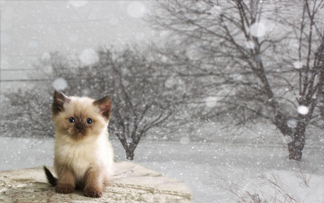 Обои картинки фото животные, коты, зима, котенок