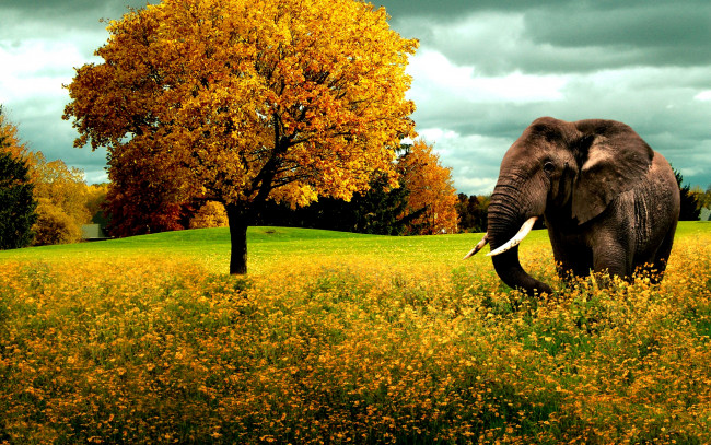 Обои картинки фото животные, слоны, слон, дерево, цветы, луг
