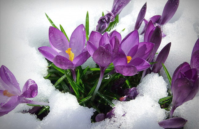 Обои картинки фото цветы, крокусы, снег, цветение
