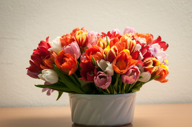 Обои картинки фото цветы, тюльпаны, букет, охапка
