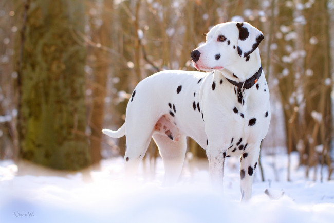 Обои картинки фото животные, собаки, далматинец, снег