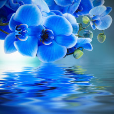 Картинка цветы орхидеи отражение вода фон синяя орхидея