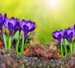 Картинка цветы крокусы spring flowers crocus meadow purple