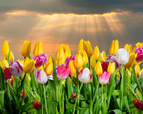 Картинка цветы тюльпаны лучи