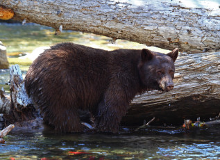 Картинка животные медведи косолапый вода