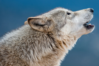 Картинка животные волки +койоты +шакалы серый мех вой пасть морда профиль
