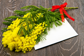 Картинка цветы мимоза фон желтая открытка бантик букет