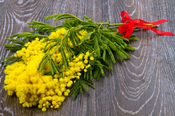 Картинка цветы мимоза желтая бантик букет фон