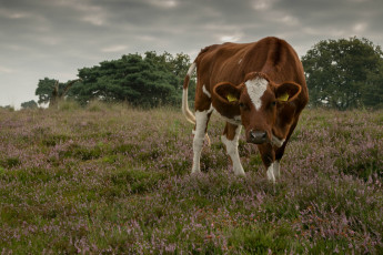 Картинка животные коровы +буйволы буренка поле