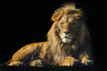 Картинка животные львы красавец