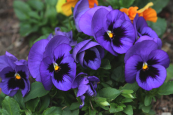 обоя цветы, анютины глазки , садовые фиалки, фиолетовый