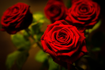 Картинка цветы розы букет лепестки красные