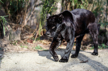Картинка животные пантеры ягуар черный кошка хищник прогулка