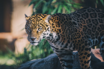 Картинка животные Ягуары пятна морда кошка свет