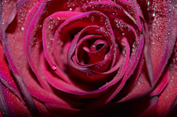 Картинка цветы розы макро тень лепестки капли