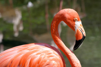 Картинка животные фламинго птица вода