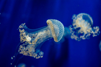 обоя животные, медузы, синий, медуза