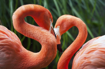 Картинка животные фламинго птицы зелень