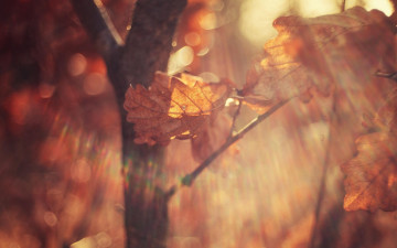 Картинка природа листья блики свет макро осень ветки