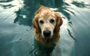 Картинка животные собаки друг вода взгляд
