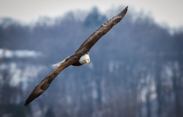 Картинка животные птицы+-+хищники орлан хищник свобода полет крылья