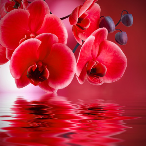 Обои картинки фото цветы, орхидеи, фон, вода, отражение, красная, орхидея