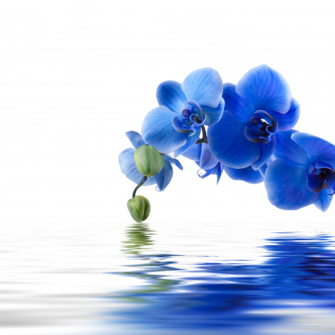 Обои картинки фото цветы, орхидеи, отражение, вода, синяя, орхидея, фон