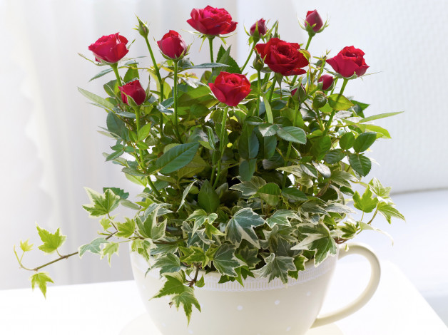 Обои картинки фото цветы, розы, чашка, букет