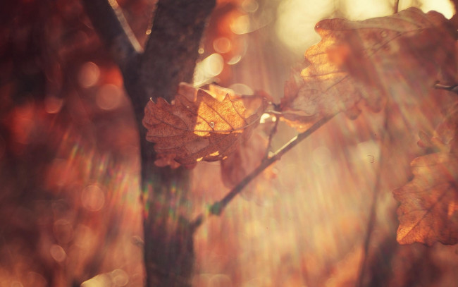 Обои картинки фото природа, листья, блики, свет, макро, осень, ветки