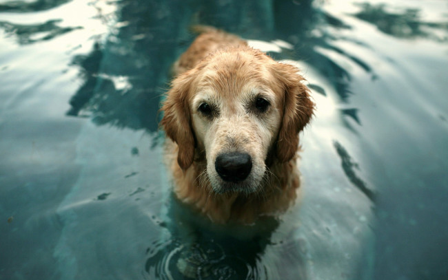 Обои картинки фото животные, собаки, друг, вода, взгляд