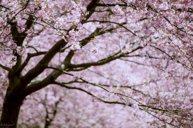 Обои картинки фото цветы, сакура,  вишня, розовый, дерево, ветки, цветение, весна