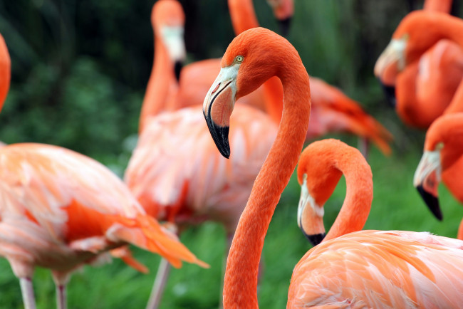 Обои картинки фото животные, фламинго, зелень, птицы