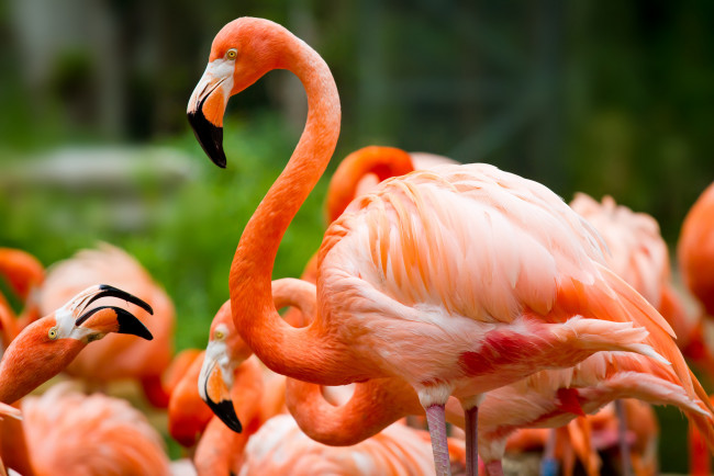 Обои картинки фото животные, фламинго, зелень, птицы
