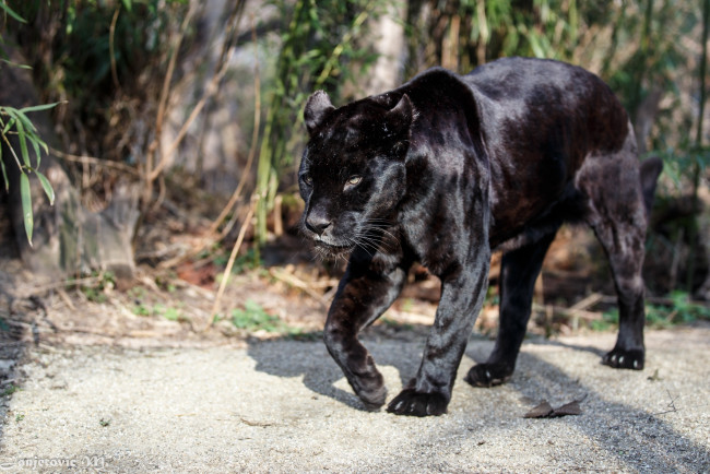 Обои картинки фото животные, пантеры, ягуар, черный, кошка, хищник, прогулка