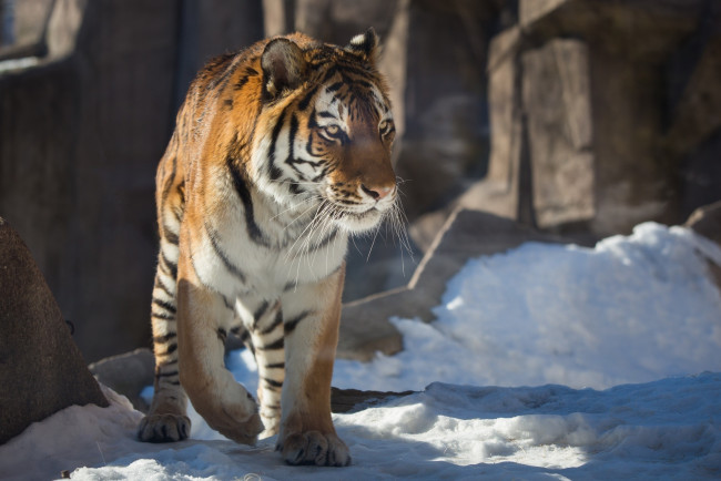 Обои картинки фото животные, тигры, амурский, кошка, зима, снег