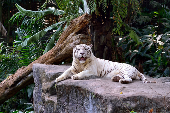 Обои картинки фото животные, тигры, отдых, камни, заросли, кошка, белый