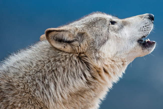 Обои картинки фото животные, волки,  койоты,  шакалы, серый, мех, вой, пасть, морда, профиль