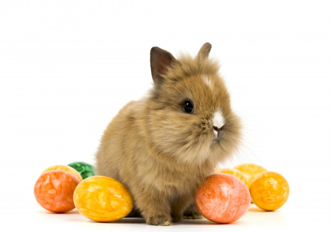Обои картинки фото животные, кролики,  зайцы, белый, фон, яйца, зайка