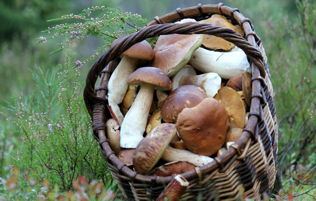 Обои картинки фото еда, грибы,  грибные блюда, корзина, боровики