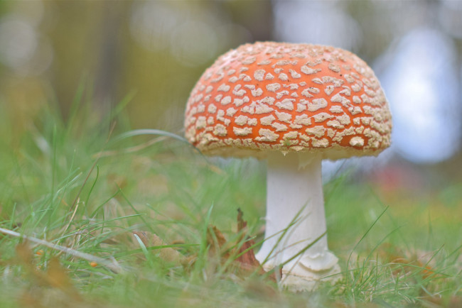 Обои картинки фото природа, грибы, мухомор, гриб, трава