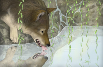 обоя рисованное, животные,  волки, вода, волк, отражение